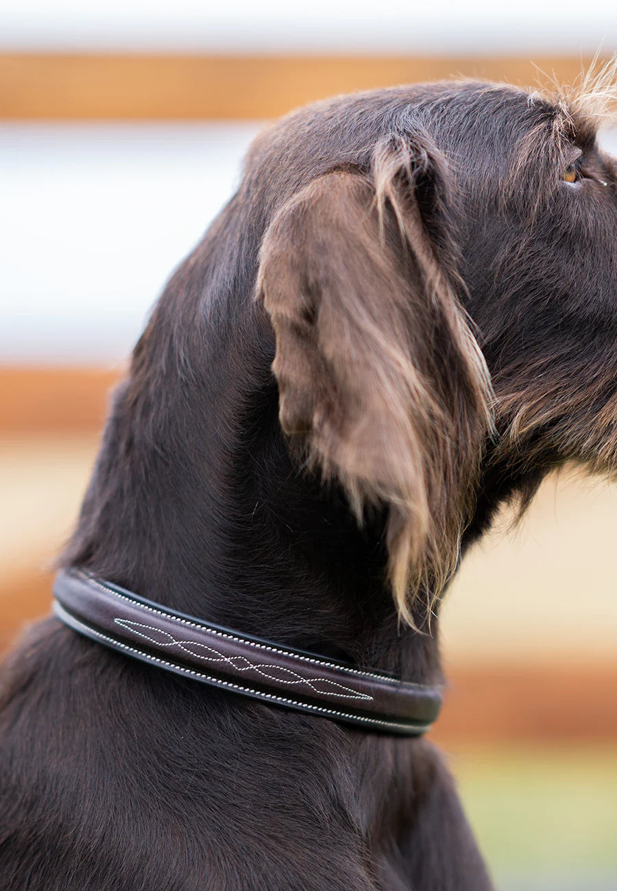 Luxury Dog Collars from the Mountains of New Zealand: Meet Momo